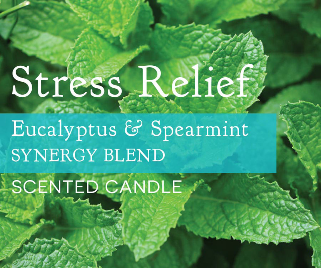 DII Eucalyptus Spearmint Synergy Blend Tealights 36 Pc
